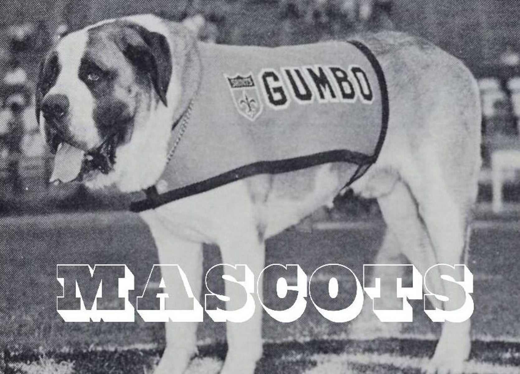 Gumbo the Dog: How the Saint Bernard Became the New Orleans Saints Mascot