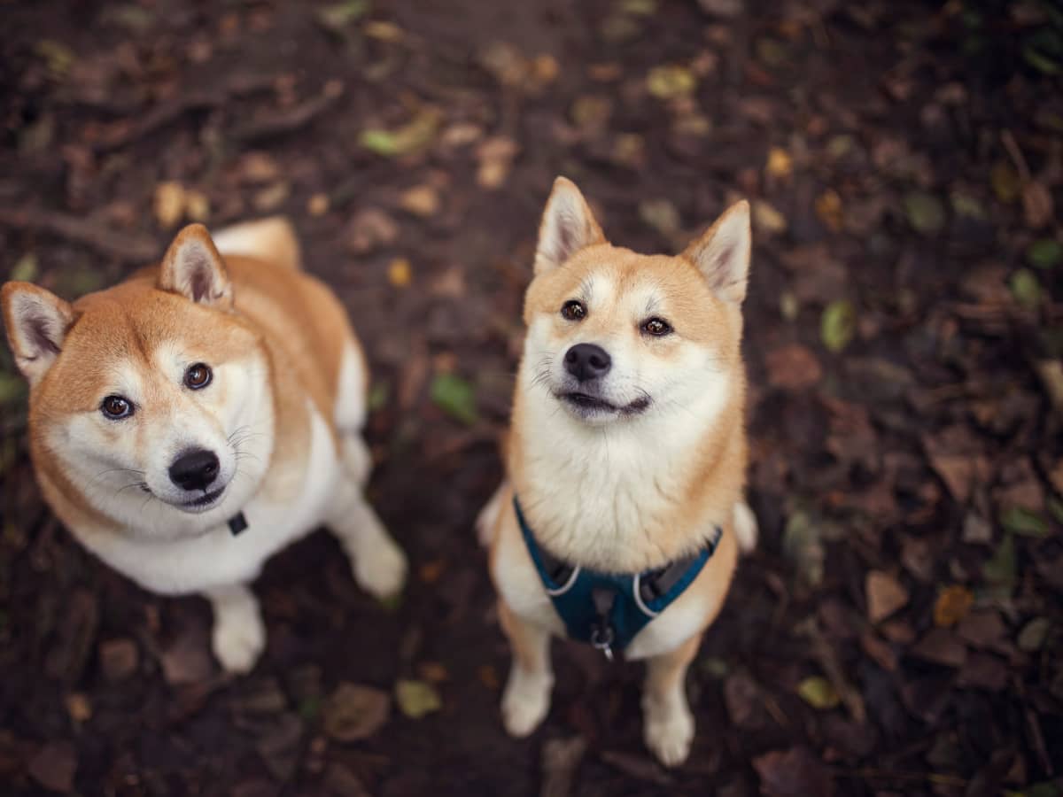 Meet Ichiro Suzukis Dog: Breed, Name, and Cute Pictures