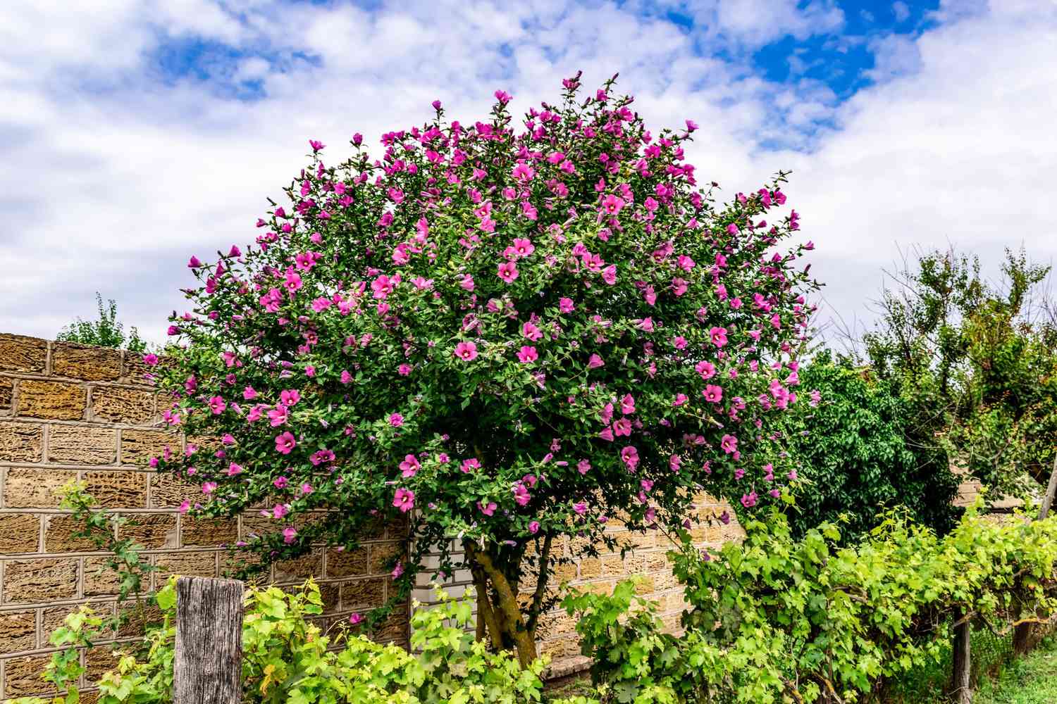 How to Plant and Care for Tre Flowers