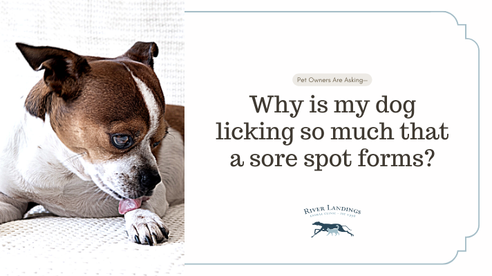 Dog Bj: When Does Licking Become a Problem for Dogs?