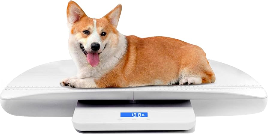 How Much Does Coco Weigh? A Quick Guide to Monitoring Your Pets Health