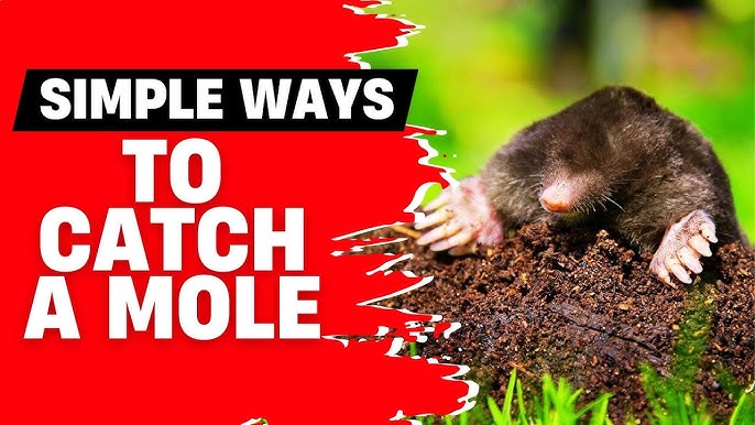 Saving the Mole: Simple Tips to Protect This Little Animal