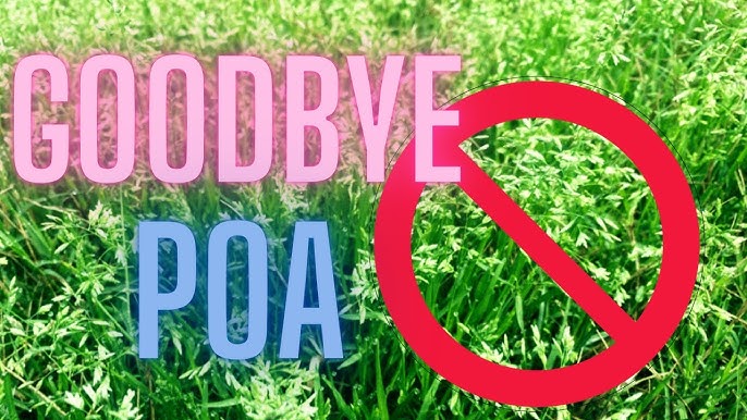 Last Tear Poa: How to Identify and Control It! (Your Best Strategies for a Last Tear Poa-Free Lawn)