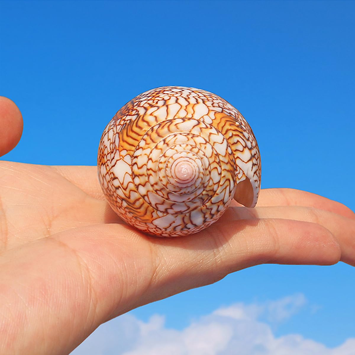 Rare shells for sale: Discover unique and beautiful pieces for your collection.