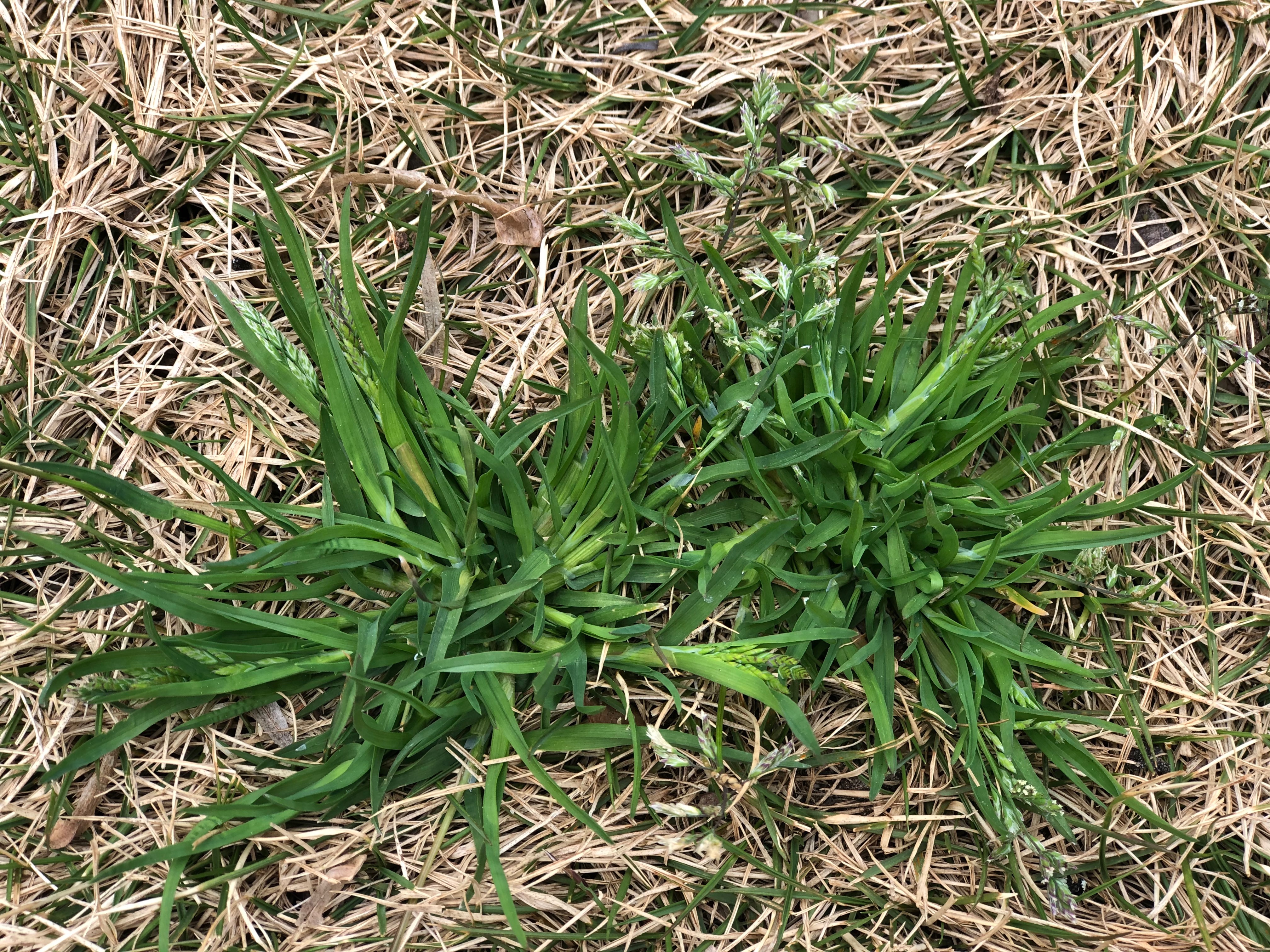 Last Tear Poa: How to Identify and Control It! (Your Best Strategies for a Last Tear Poa-Free Lawn)