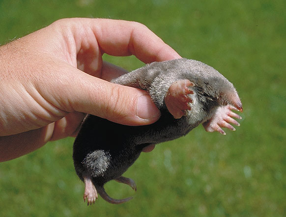 Saving the Mole: Simple Tips to Protect This Little Animal