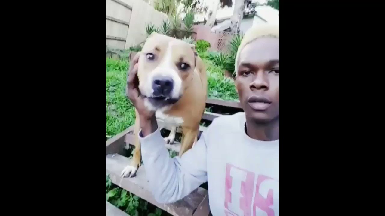 israel adesanya dog video: Watch Izzys Adorable Pup in Action!