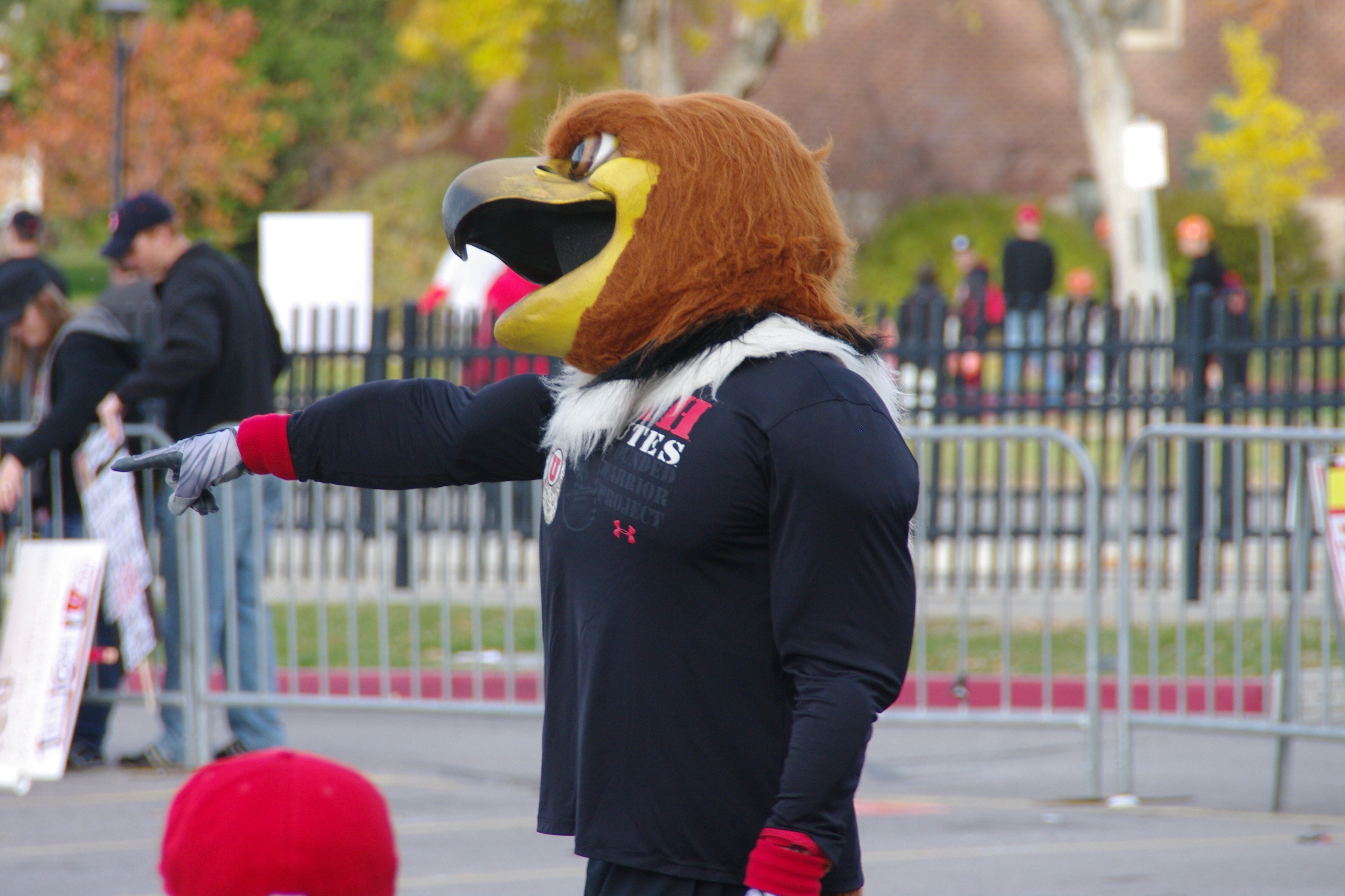 Utah Mascot: What You Need to Know (The Swoop)